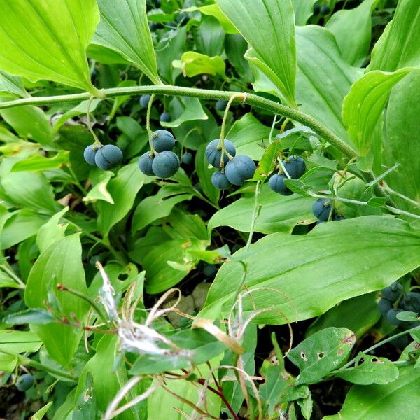 Polygonatum latifolium Leaf