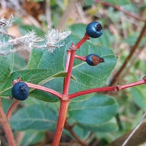 Viburnum tinus Fruitua