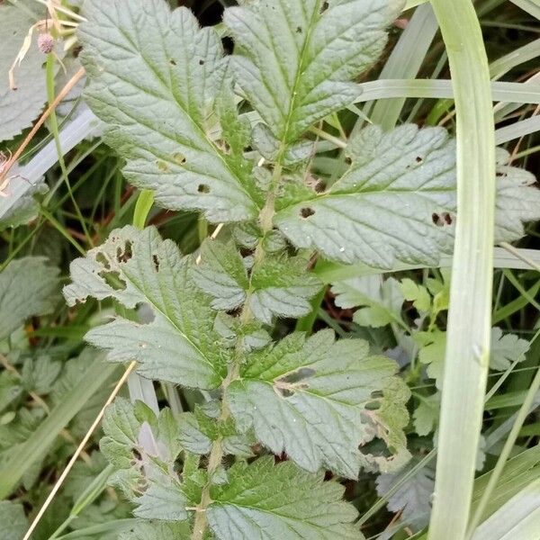 Agrimonia eupatoria पत्ता