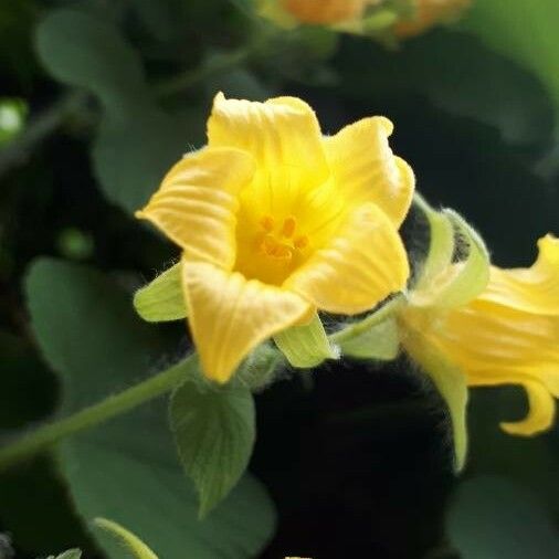 Thladiantha dubia Květ