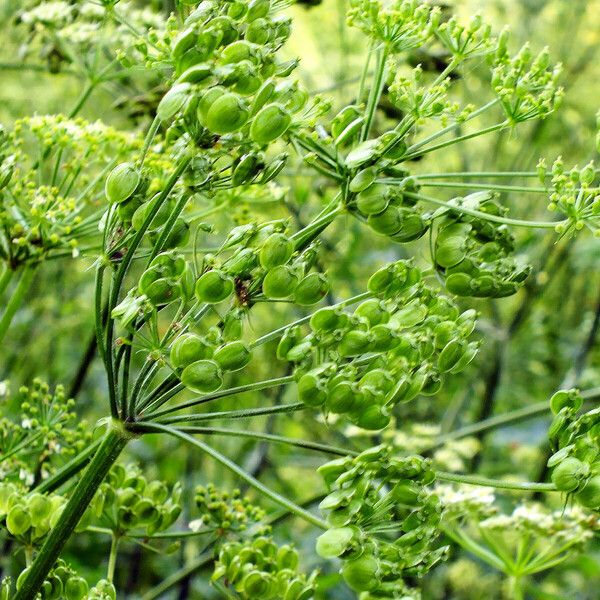 Heracleum sphondylium ফল