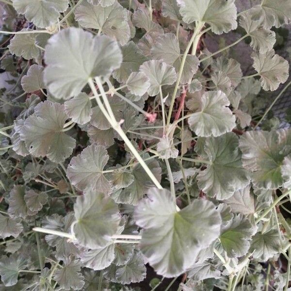 Pelargonium echinatum Yaprak