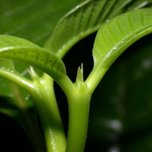 Palicourea acuminata Bark