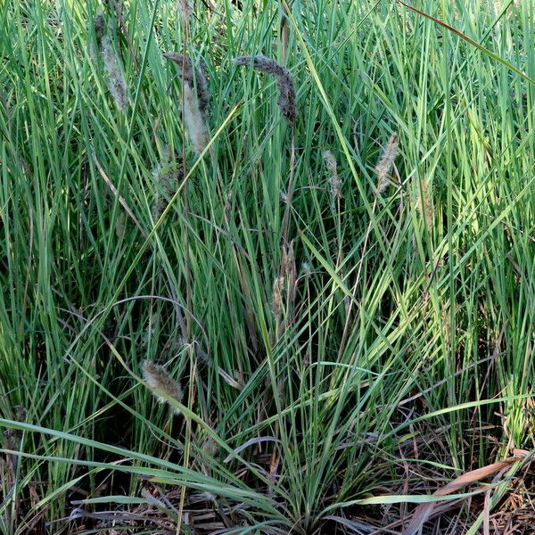 Alopecurus arundinaceus Habit