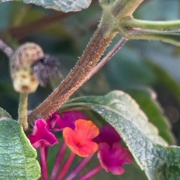 Lantana camara Кара