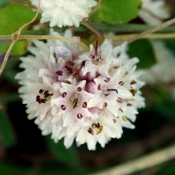 Cuscuta planiflora Floare