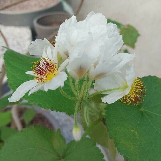 Sparrmannia africana 花