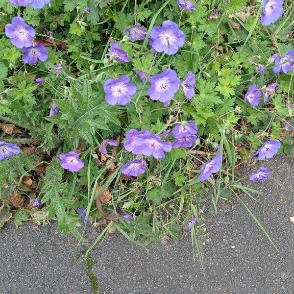 Geranium platypetalum Кветка