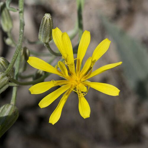 Crepis acuminata Цвят