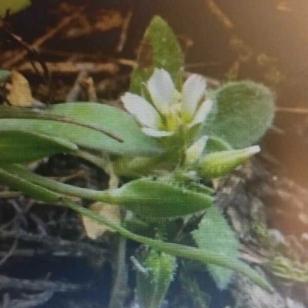 Cerastium diffusum ᱵᱟᱦᱟ