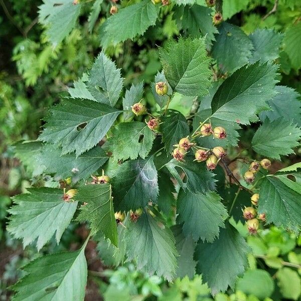 Crataegus coccinea Fuelha