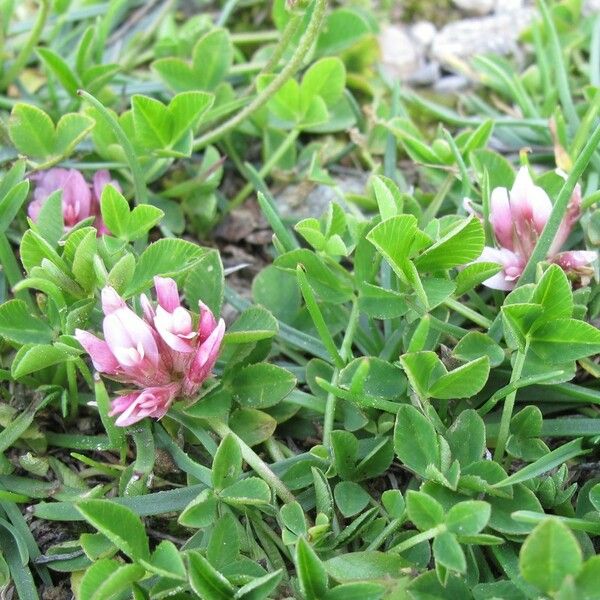 Trifolium thalii Агульны выгляд