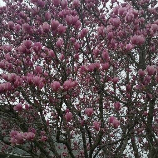 Magnolia × soulangeana Flower