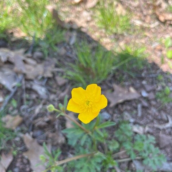 Ranunculus lanuginosus Цвят