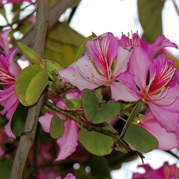 Bauhinia variegata Fleur