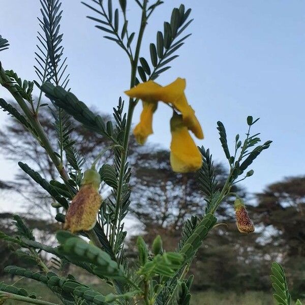 Sesbania sesban Flor