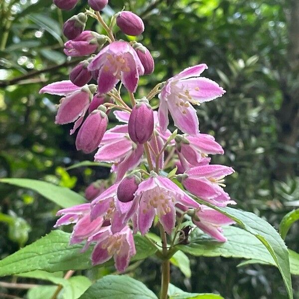 Deutzia crenata Õis