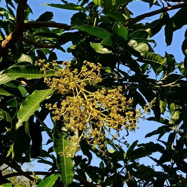 Dimocarpus longan Blüte