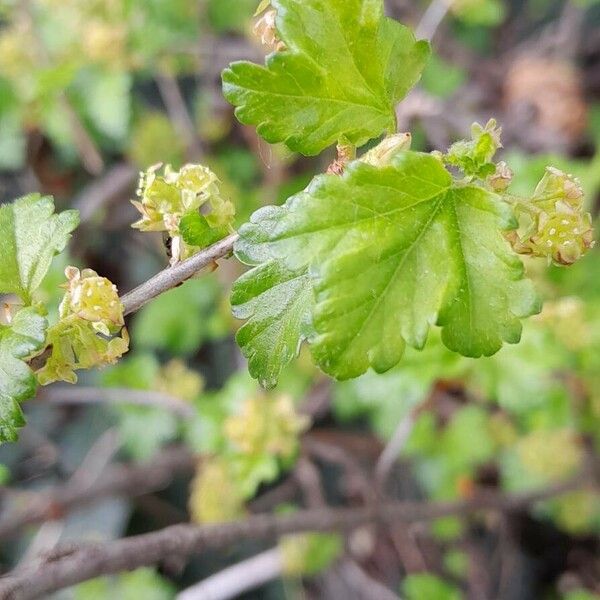 Ribes alpinum Leaf