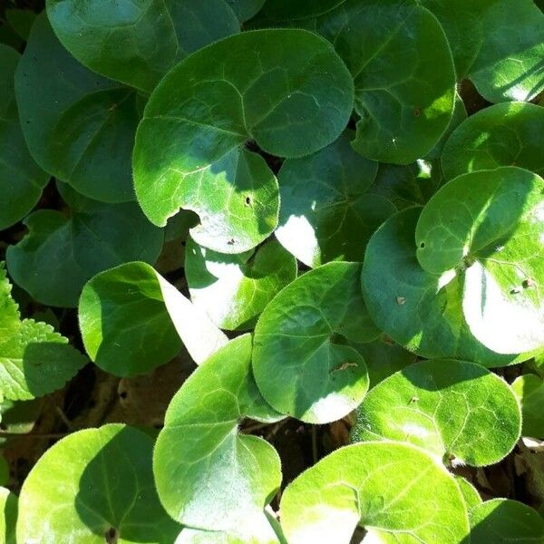 Asarum europaeum Leaf