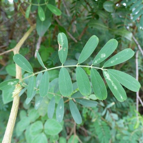 Tephrosia noctiflora Folio