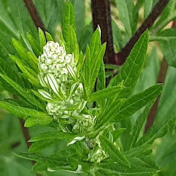 Artemisia vulgaris Fleur