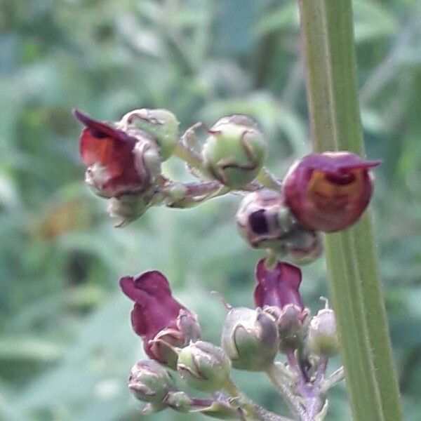 Scrophularia auriculata 花