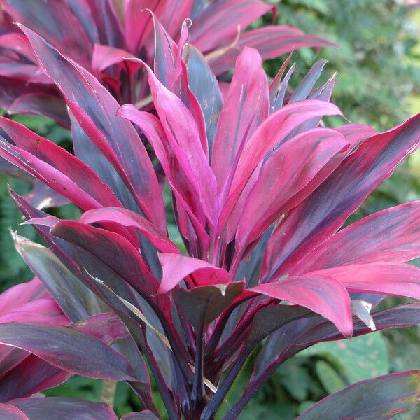 Cordyline fruticosa Fleur