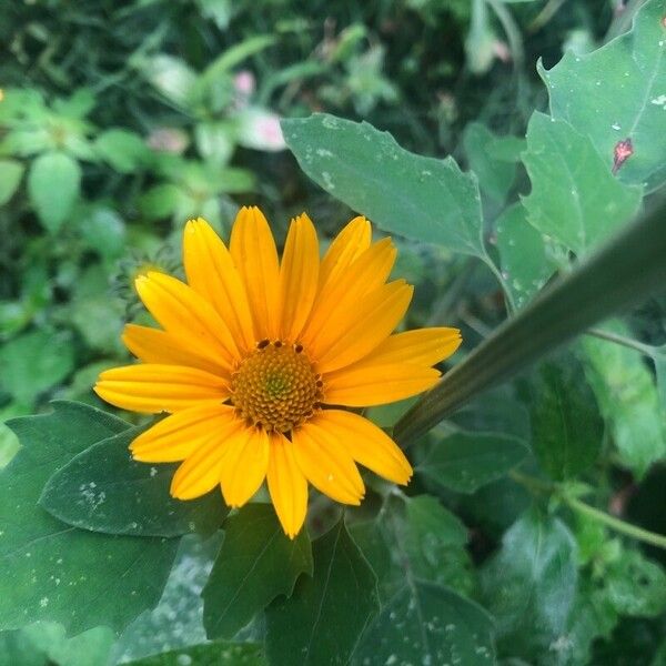 Heliopsis helianthoides Blomst