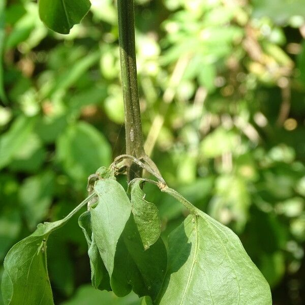 Plumbago zeylanica 樹皮