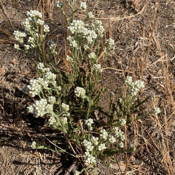 Pseudognaphalium californicum Квітка