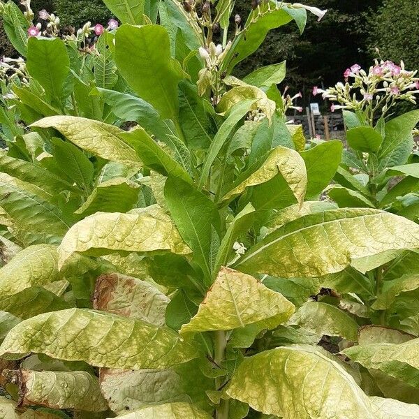 Nicotiana tabacum Feuille