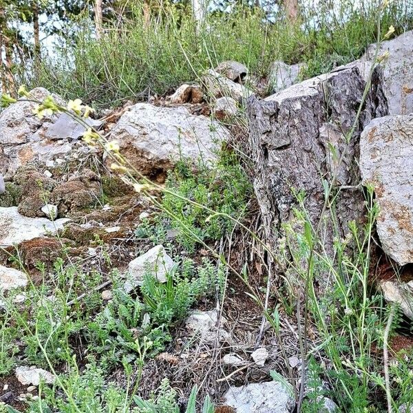 Brassica montana Συνήθη χαρακτηριστικά