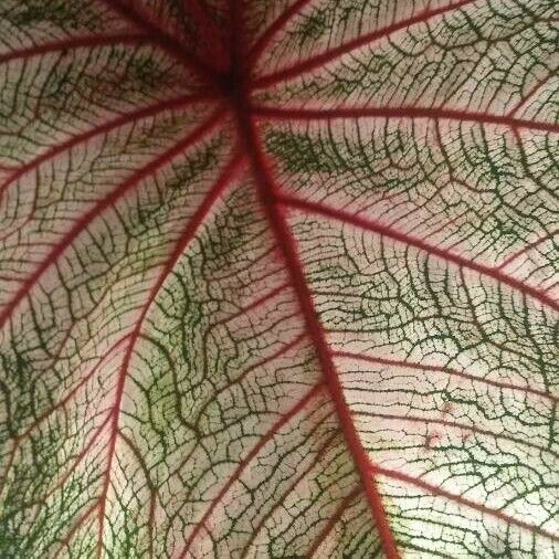 Caladium bicolor Leaf