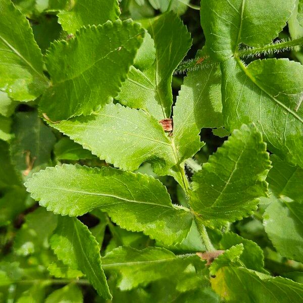 Opopanax chironium Blad