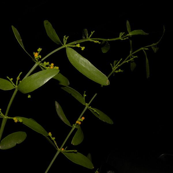 Phoradendron quadrangulare Leaf