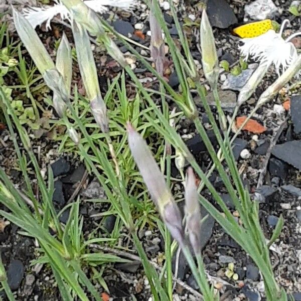 Dianthus arenarius ᱵᱟᱦᱟ
