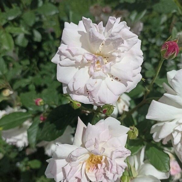 Rosa moschata Flower