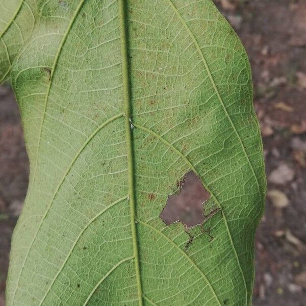 Ficus exasperata Leaf