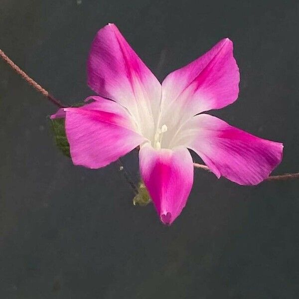 Ipomoea tricolor Λουλούδι