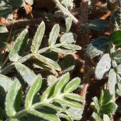 Tribulus terrestris Blad