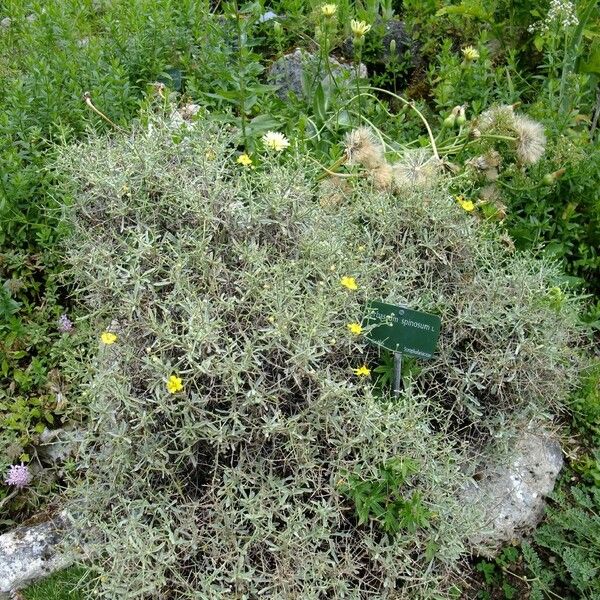 Verbascum spinosum Autre