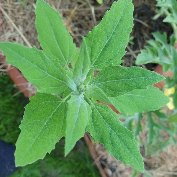 Chenopodium album 葉