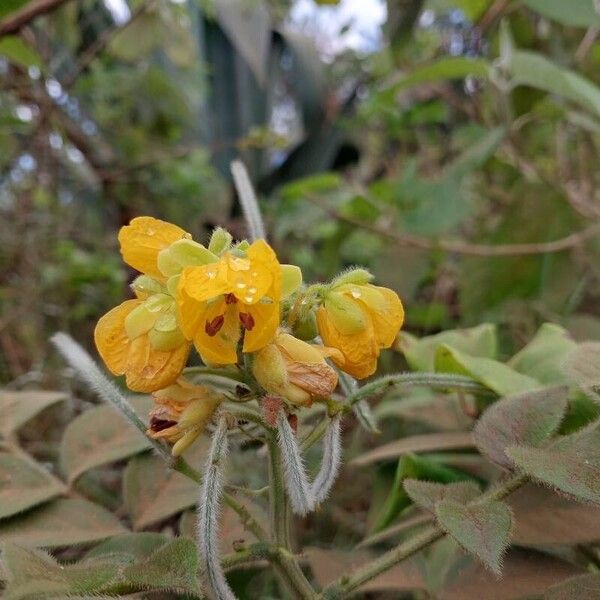 Senna hirsuta Bloem