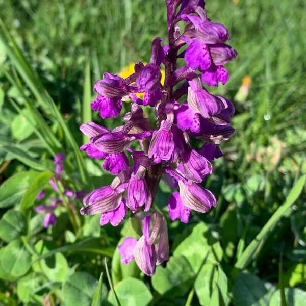 Anacamptis morio Floare