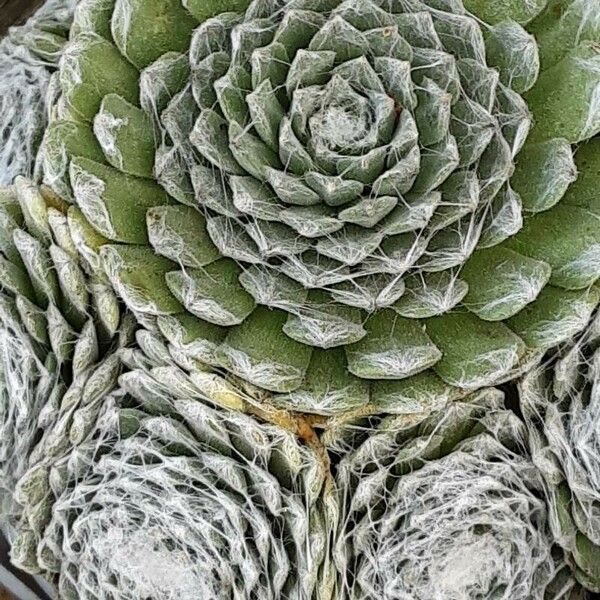 Sempervivum arachnoideum Foglia