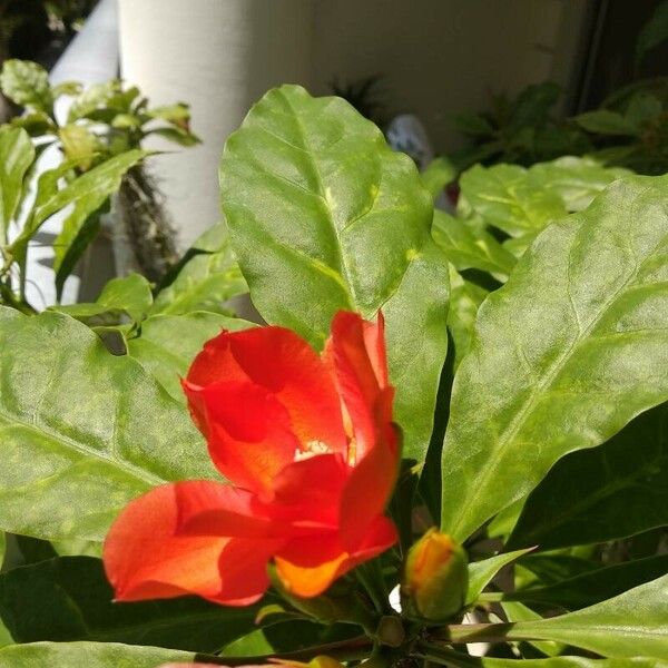 Leuenbergeria bleo Flower