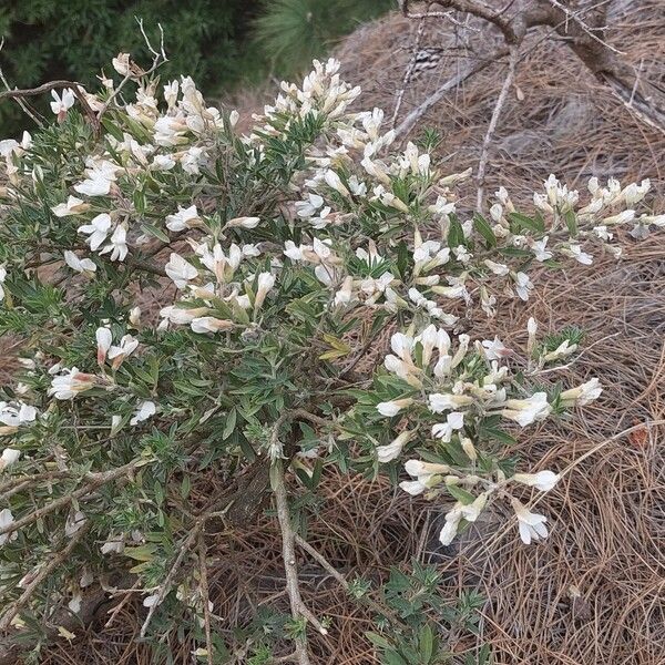 Chamaecytisus prolifer Flower