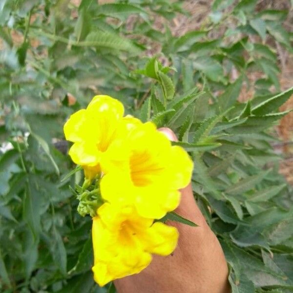 Tecoma stans Flower