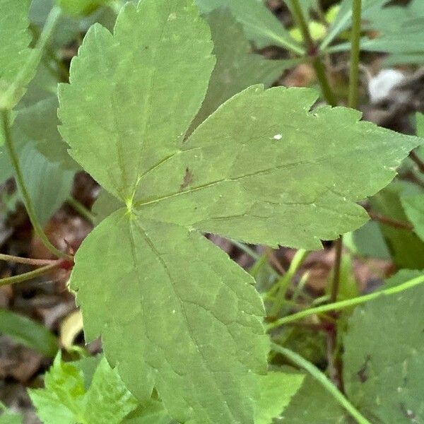 Geranium nodosum Листок